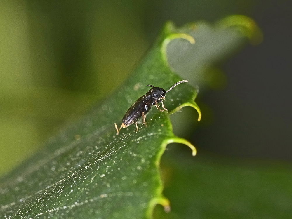 Eucnemidae: Hylis sp.